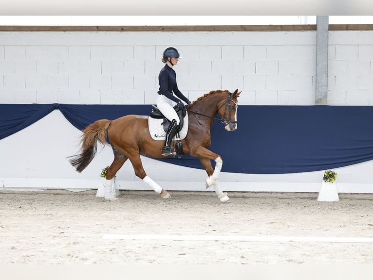 Deutsches Reitpony Wallach 12 Jahre 148 cm Fuchs in Marsberg