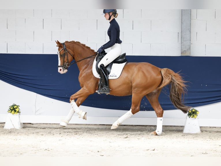 Deutsches Reitpony Wallach 12 Jahre 148 cm Fuchs in Marsberg