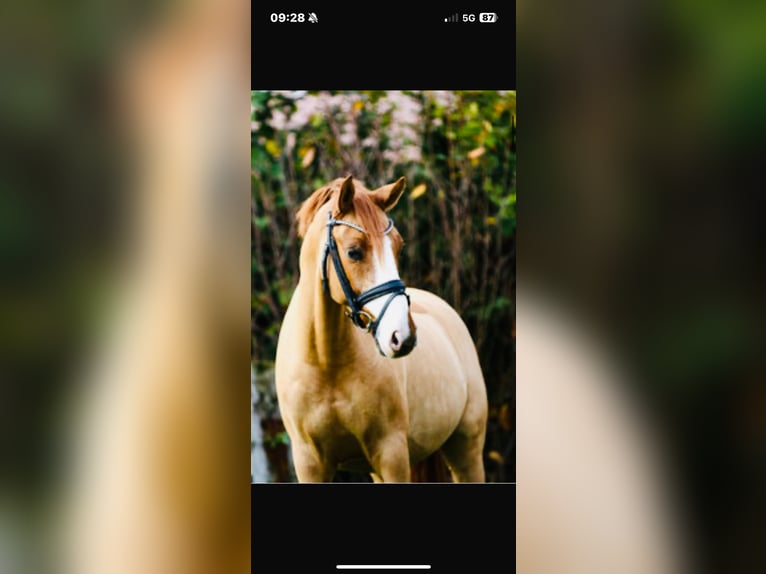 Deutsches Reitpony Wallach 12 Jahre 148 cm Fuchs in Soltau