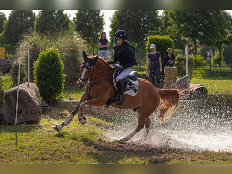 Deutsches Reitpony Wallach 12 Jahre 148 cm Fuchs in Vreden