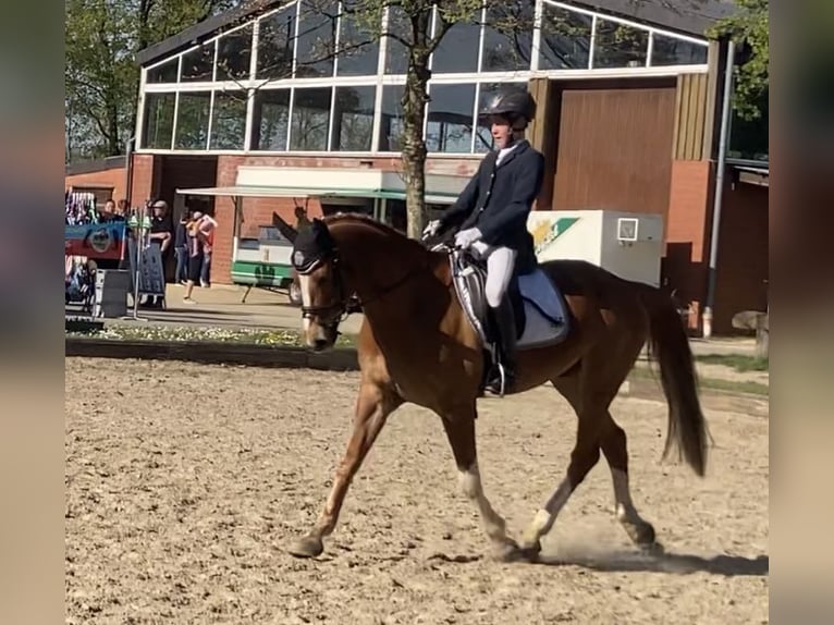 Deutsches Reitpony Wallach 12 Jahre 148 cm Fuchs in Vreden