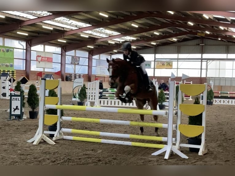 Deutsches Reitpony Wallach 12 Jahre 148 cm Fuchs in Vreden