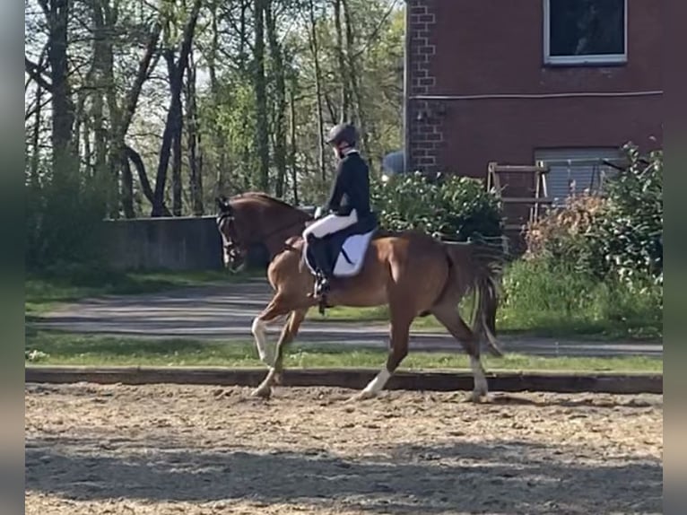 Deutsches Reitpony Wallach 12 Jahre 148 cm Fuchs in Vreden