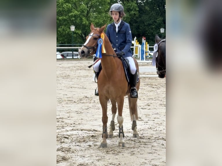 Deutsches Reitpony Wallach 12 Jahre 148 cm Fuchs in Vreden
