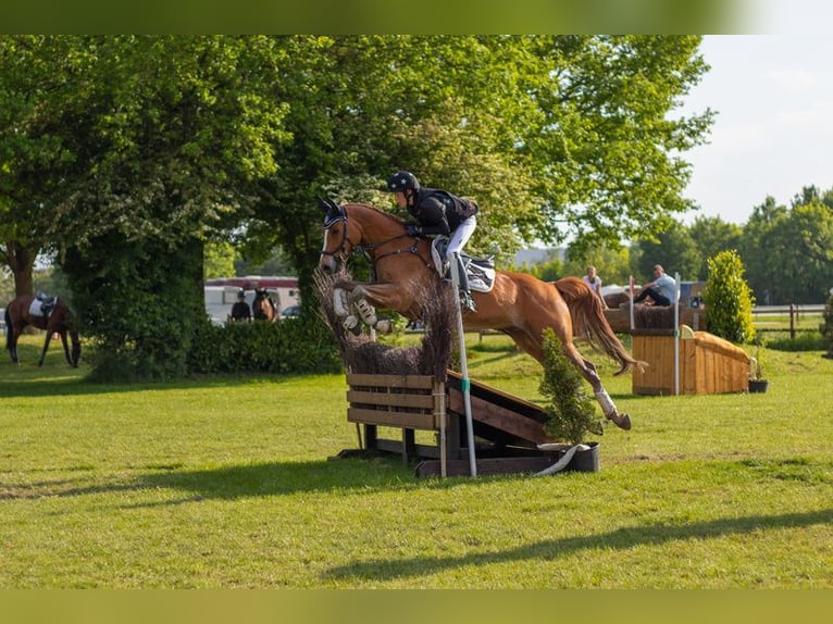 Deutsches Reitpony Wallach 12 Jahre 148 cm Fuchs in Vreden