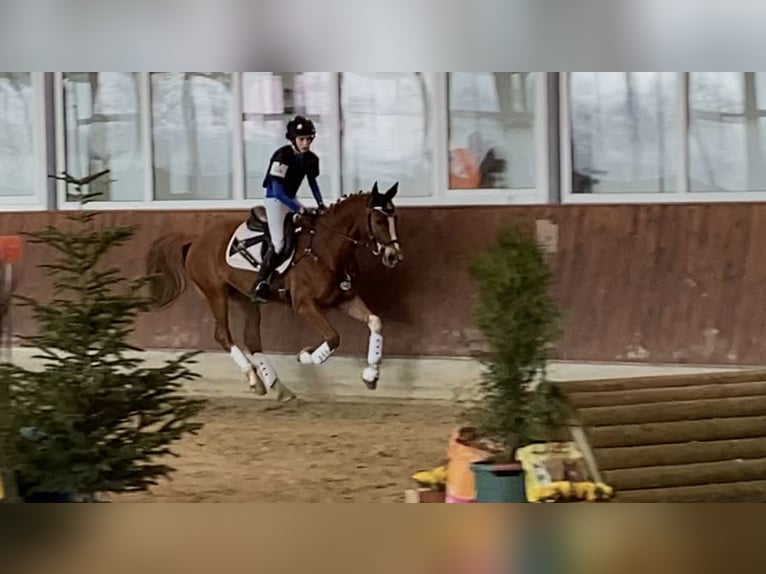 Deutsches Reitpony Wallach 12 Jahre 148 cm Fuchs in Vreden