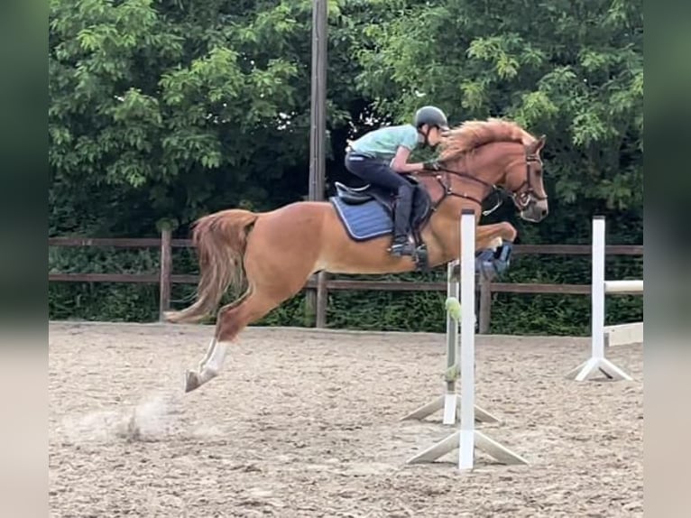 Deutsches Reitpony Wallach 12 Jahre 148 cm Fuchs in Vreden