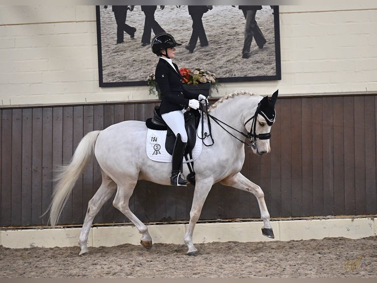 Deutsches Reitpony Wallach 12 Jahre 148 cm Palomino in Hagen am Teutoburger Wald