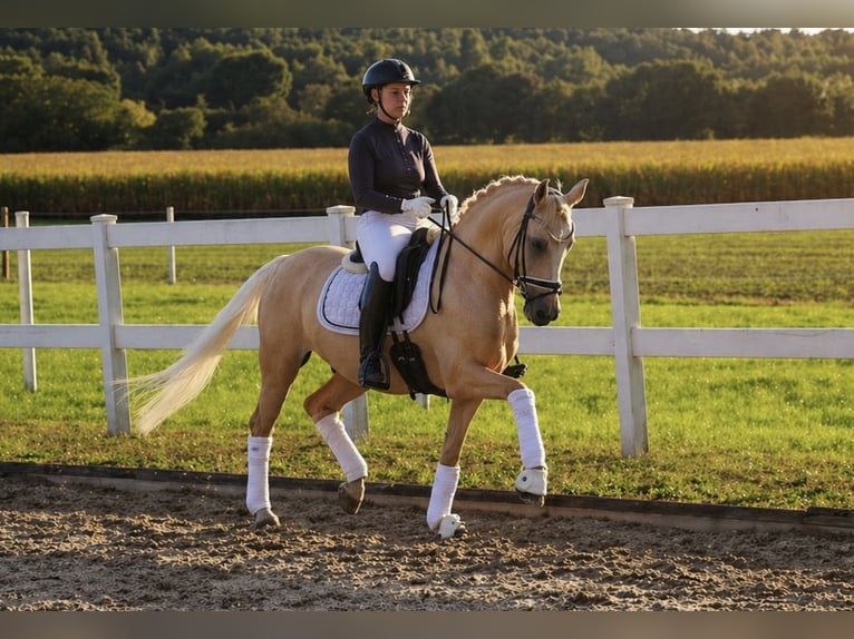 Deutsches Reitpony Wallach 12 Jahre 148 cm Palomino in Recke, bei Osnabrück