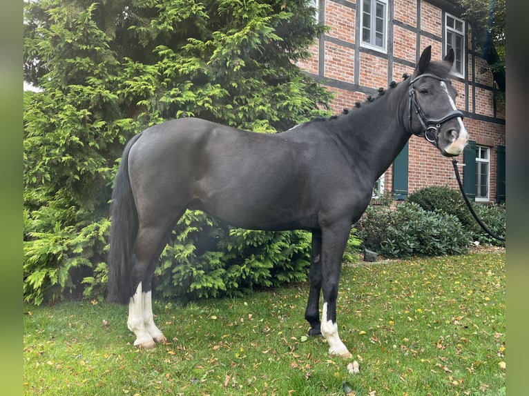 Deutsches Reitpony Wallach 12 Jahre 148 cm Rappe in Rodewald