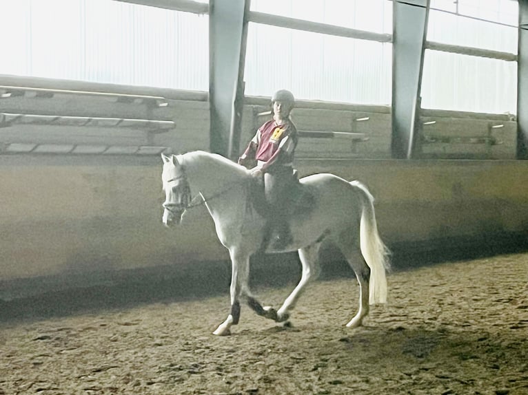 Deutsches Reitpony Wallach 12 Jahre 148 cm Rappschimmel in Iserlohn