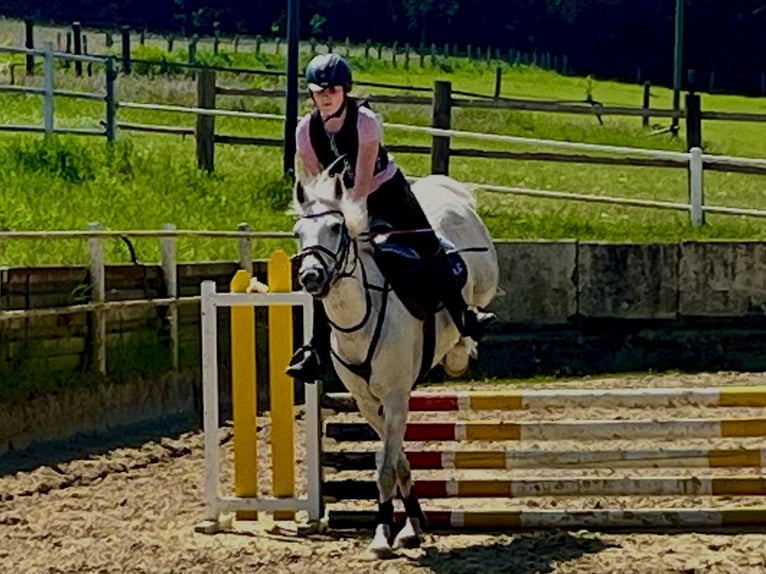 Deutsches Reitpony Wallach 12 Jahre 148 cm Rappschimmel in Iserlohn