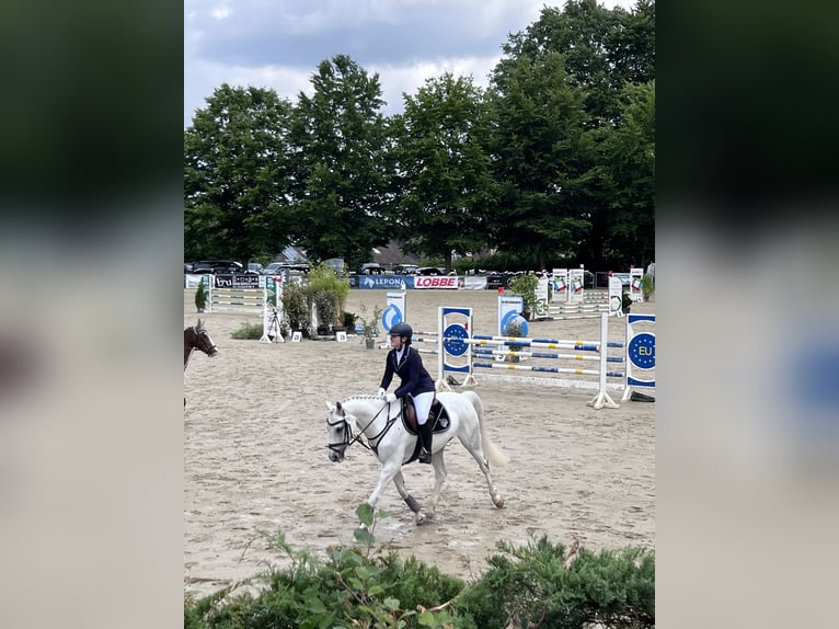 Deutsches Reitpony Wallach 12 Jahre 148 cm Rappschimmel in Iserlohn