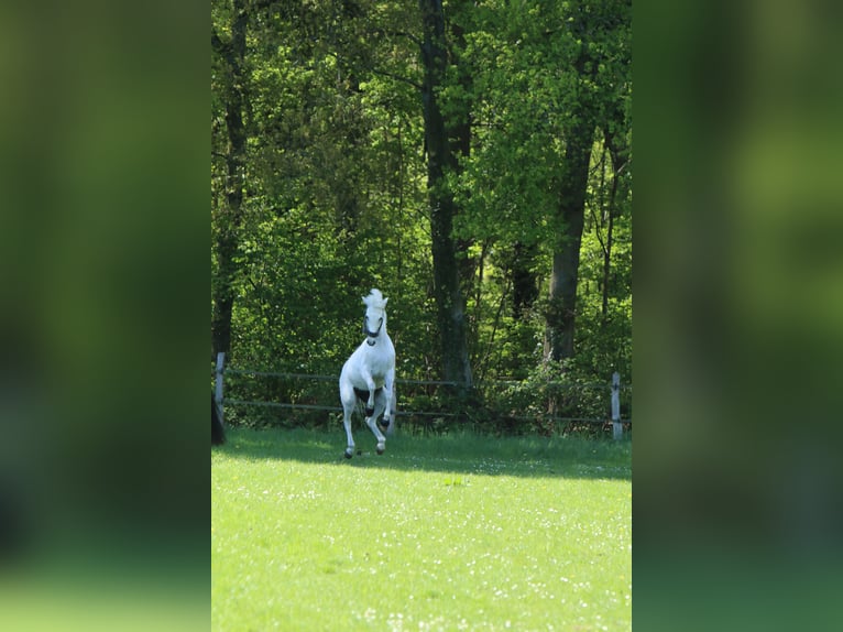 Deutsches Reitpony Wallach 12 Jahre 148 cm Rappschimmel in Iserlohn