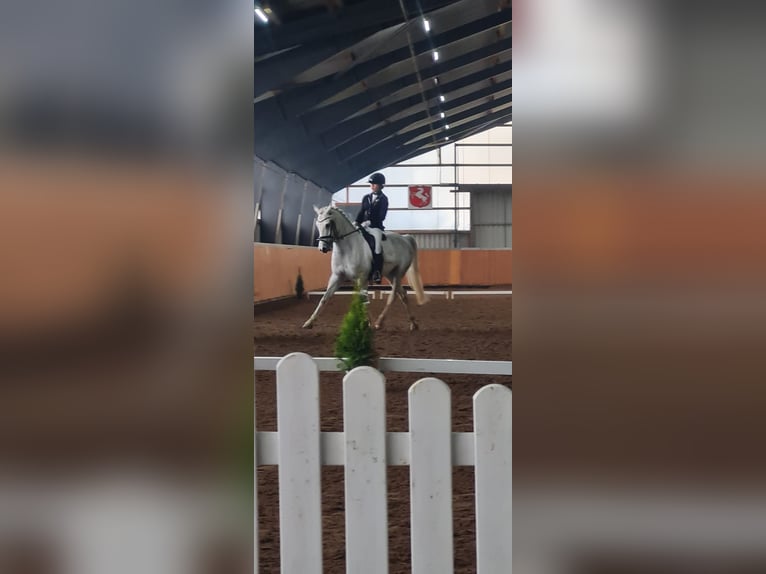 Deutsches Reitpony Wallach 12 Jahre 148 cm Rappschimmel in Iserlohn