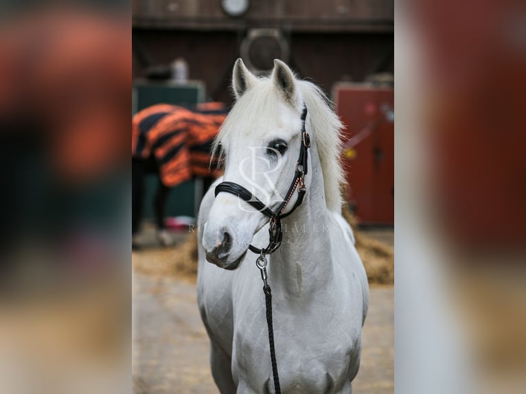 Deutsches Reitpony Wallach 12 Jahre 148 cm Rappschimmel in Iserlohn