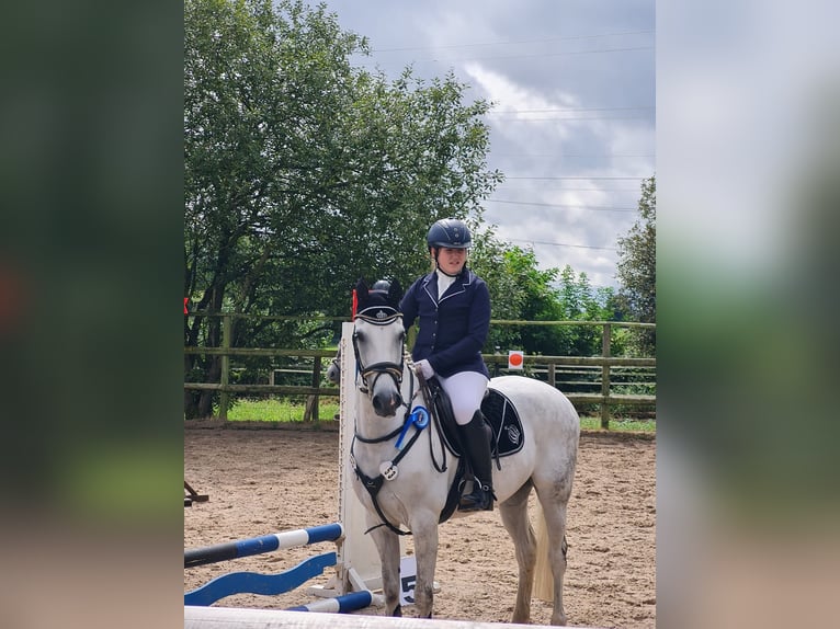 Deutsches Reitpony Wallach 12 Jahre 148 cm Rappschimmel in Iserlohn