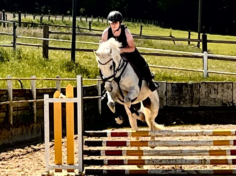 Deutsches Reitpony Wallach 12 Jahre 148 cm Rappschimmel in Iserlohn