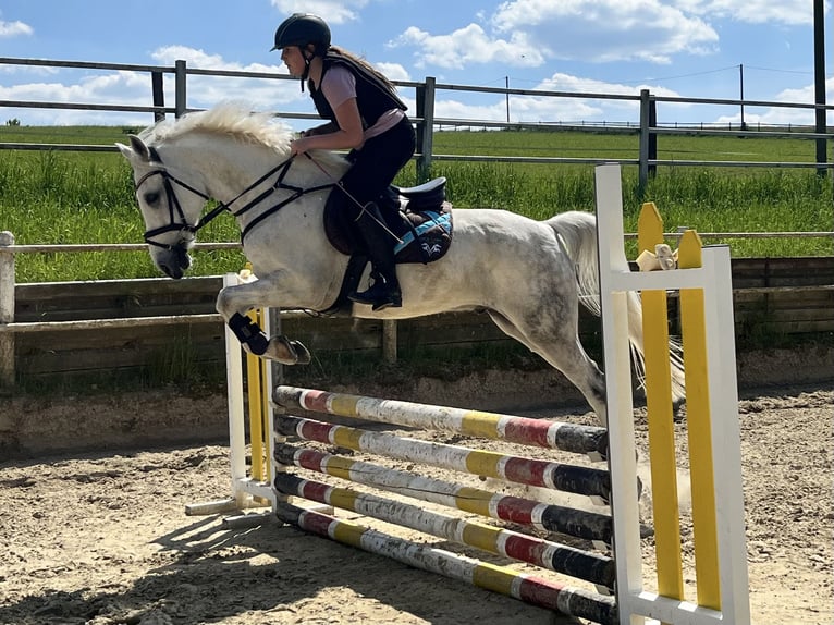 Deutsches Reitpony Wallach 12 Jahre 148 cm Rappschimmel in Iserlohn