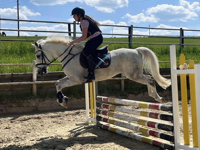 Deutsches Reitpony Wallach 12 Jahre 148 cm Rappschimmel in Iserlohn
