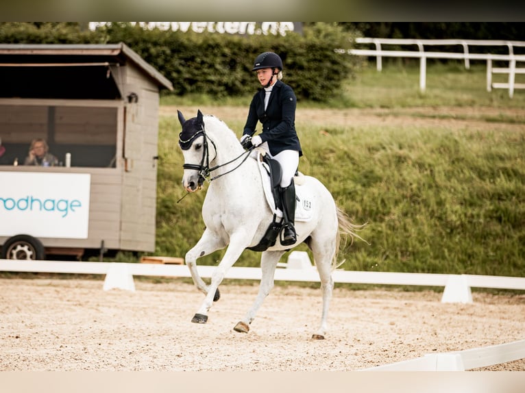 Deutsches Reitpony Wallach 12 Jahre 148 cm Schimmel in Salzgitter