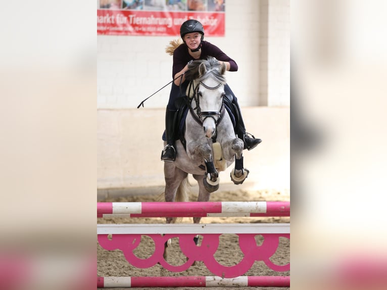 Deutsches Reitpony Wallach 12 Jahre 148 cm Schimmel in Salzgitter