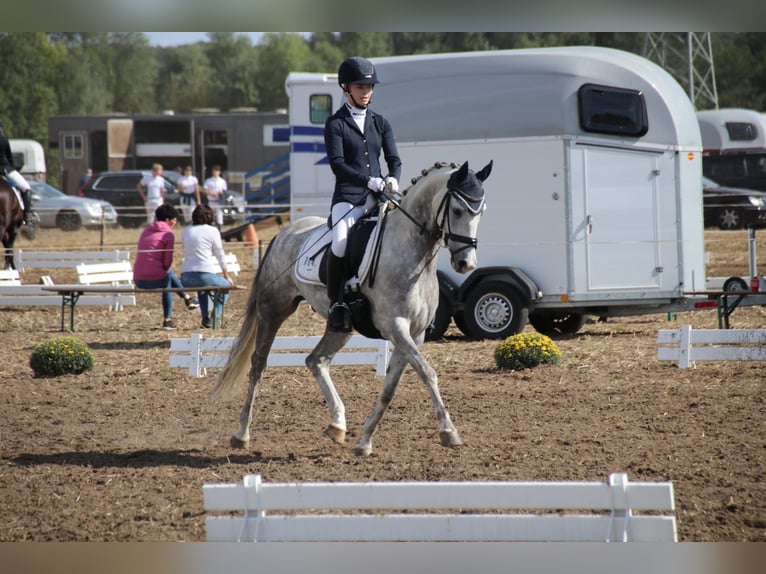 Deutsches Reitpony Wallach 12 Jahre 148 cm Schimmel in Salzgitter