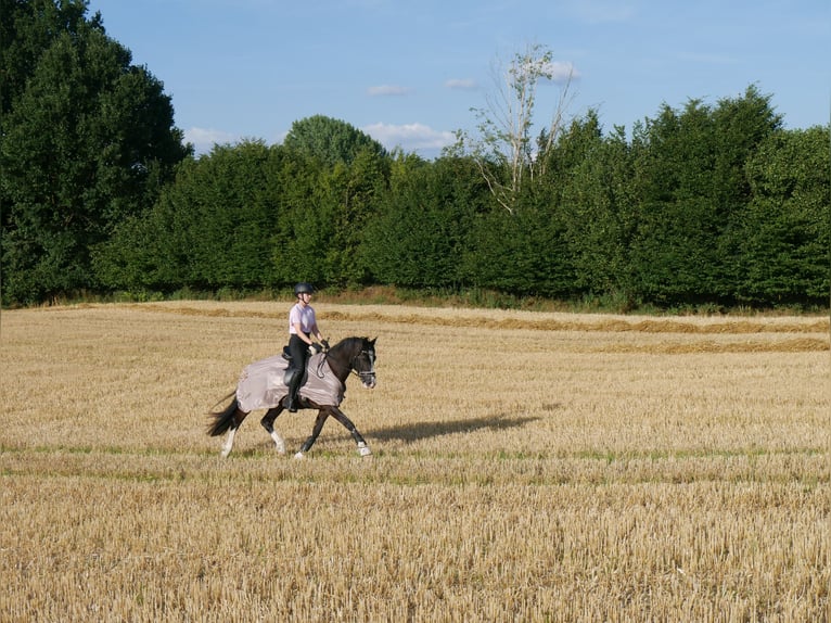 Deutsches Reitpony Wallach 12 Jahre 149 cm in Trittau
