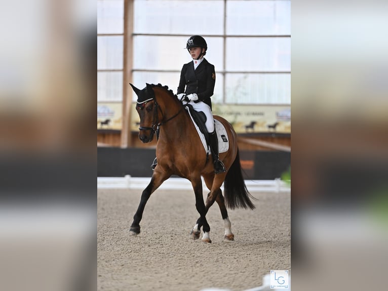 Deutsches Reitpony Wallach 12 Jahre 149 cm Falbe in Straelen
