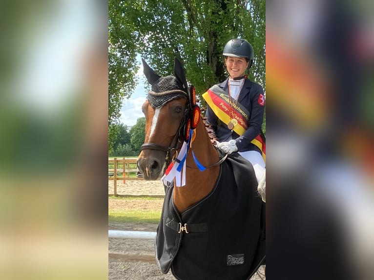 Deutsches Reitpony Wallach 12 Jahre 149 cm Fuchs in Greven