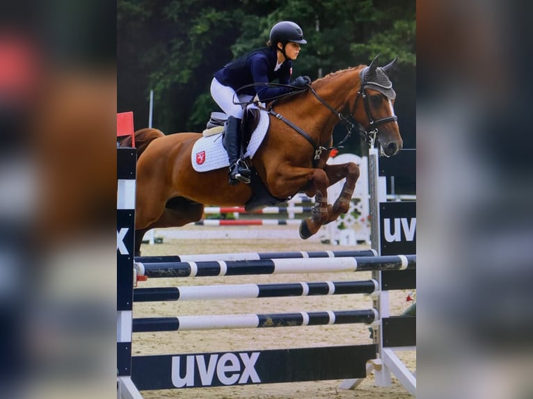 Deutsches Reitpony Wallach 12 Jahre 149 cm Fuchs in Greven