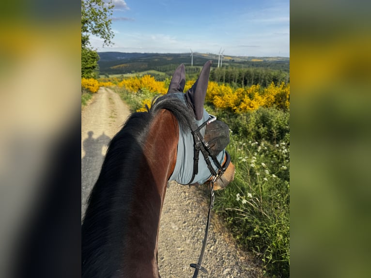 Deutsches Reitpony Wallach 12 Jahre 150 cm Brauner in NeunkirchenNeunkirchen