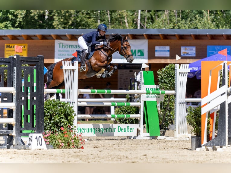 Deutsches Reitpony Wallach 12 Jahre 150 cm Brauner in NeunkirchenNeunkirchen