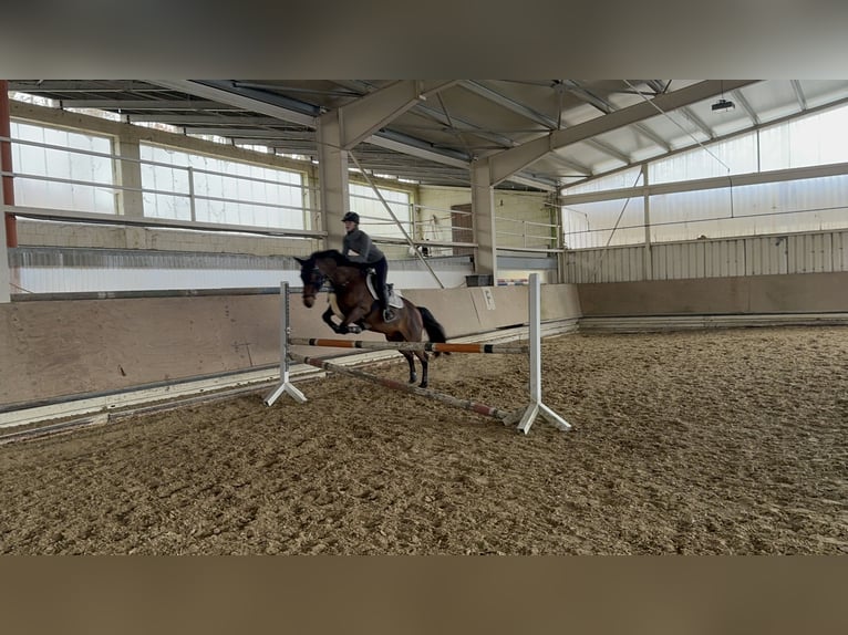 Deutsches Reitpony Wallach 12 Jahre 150 cm Brauner in NeunkirchenNeunkirchen