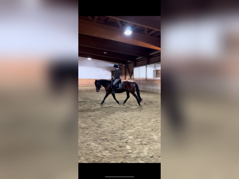 Deutsches Reitpony Wallach 12 Jahre 150 cm Brauner in NeunkirchenNeunkirchen
