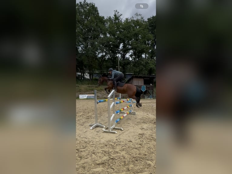 Deutsches Reitpony Wallach 12 Jahre 150 cm Brauner in NeunkirchenNeunkirchen
