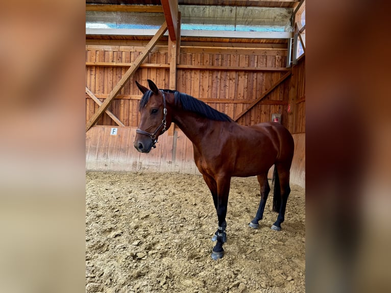 Deutsches Reitpony Wallach 12 Jahre 150 cm Brauner in NeunkirchenNeunkirchen