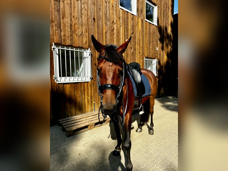 Deutsches Reitpony Wallach 12 Jahre 150 cm Brauner in NeunkirchenNeunkirchen