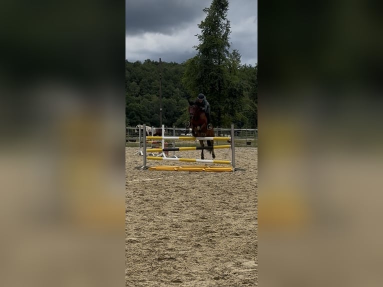 Deutsches Reitpony Wallach 12 Jahre 150 cm Brauner in NeunkirchenNeunkirchen