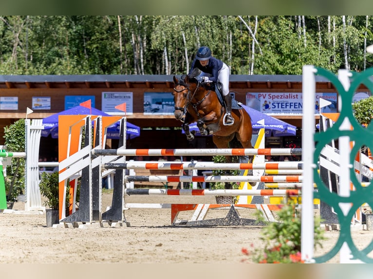 Deutsches Reitpony Wallach 12 Jahre 150 cm Brauner in NeunkirchenNeunkirchen