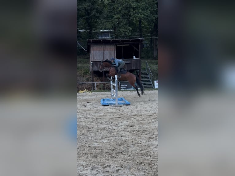 Deutsches Reitpony Wallach 12 Jahre 150 cm Brauner in NeunkirchenNeunkirchen