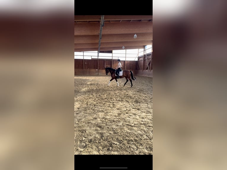 Deutsches Reitpony Wallach 12 Jahre 150 cm Brauner in NeunkirchenNeunkirchen