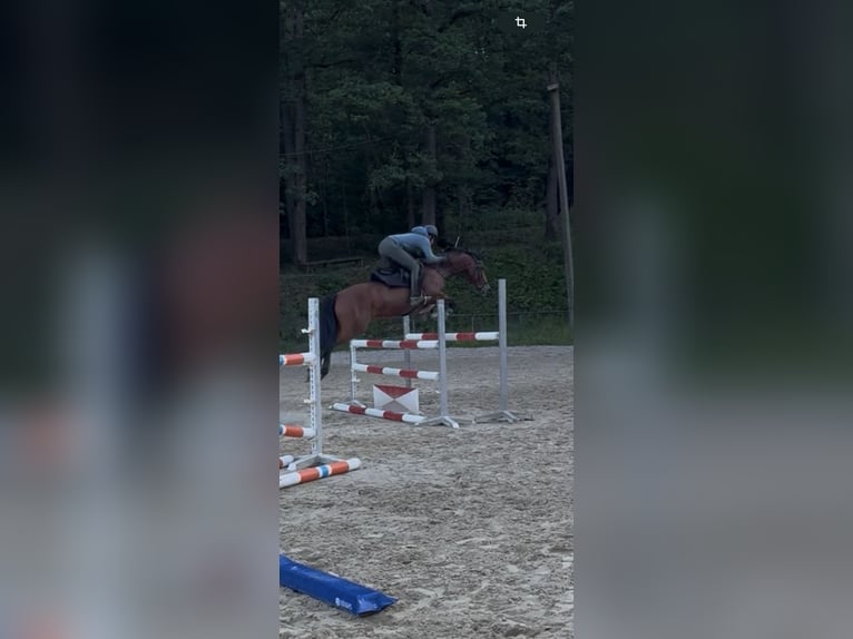 Deutsches Reitpony Wallach 12 Jahre 150 cm Brauner in NeunkirchenNeunkirchen