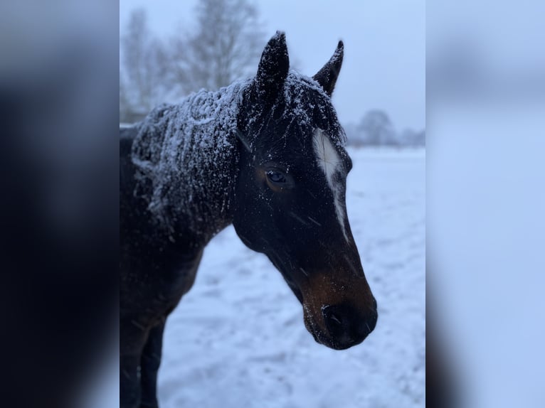 Deutsches Reitpony Wallach 12 Jahre 150 cm Brauner in Hamburg Blankenese