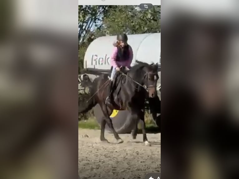 Deutsches Reitpony Wallach 12 Jahre 150 cm Brauner in Hamburg Blankenese