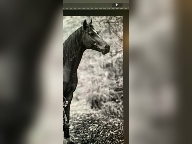 Deutsches Reitpony Wallach 12 Jahre 150 cm Brauner in Hamburg Blankenese