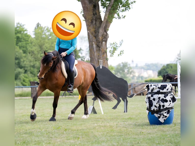Deutsches Reitpony Wallach 12 Jahre 150 cm  in Grunholz