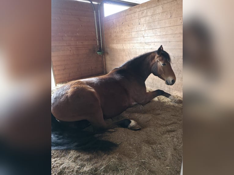 Deutsches Reitpony Wallach 12 Jahre 150 cm  in Grunholz