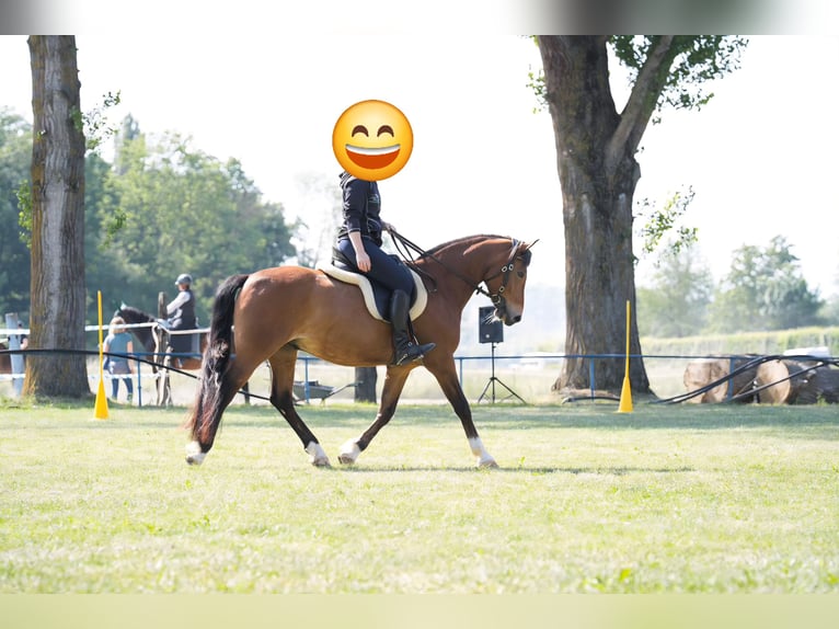 Deutsches Reitpony Wallach 12 Jahre 150 cm  in Grunholz