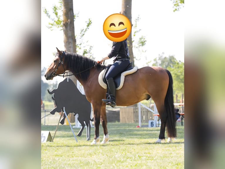 Deutsches Reitpony Wallach 12 Jahre 150 cm  in Grunholz